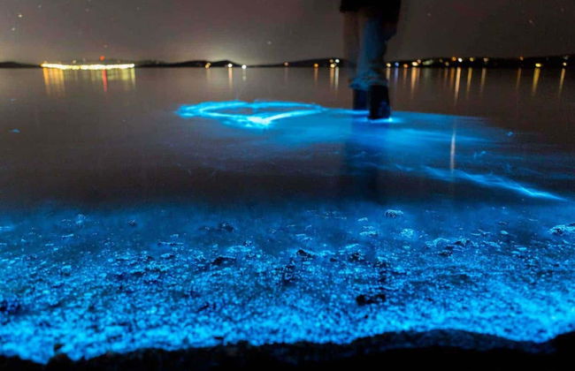 Tour del plancton bioluminescente in kayak ad Auckland - Foto 5