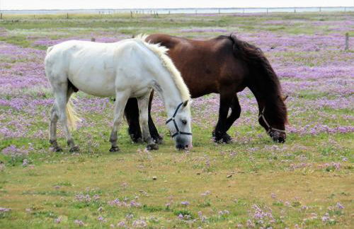 Haus Delft Phyllis - Foto 11