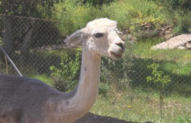 Experience Alpacas in Andalucia - Foto 1