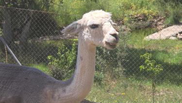 Experience Alpacas in Andalucia - Foto 1