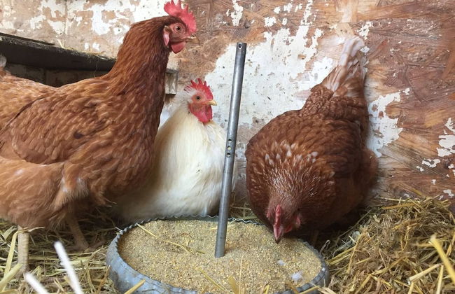 Basislager Kaiser Kaiserhaus - Foto 9