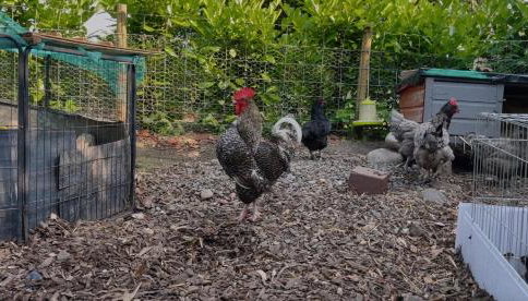 The Sty & The Stable - Foto 5