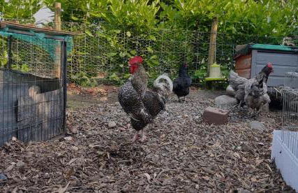 The Sty & The Stable - Foto 5