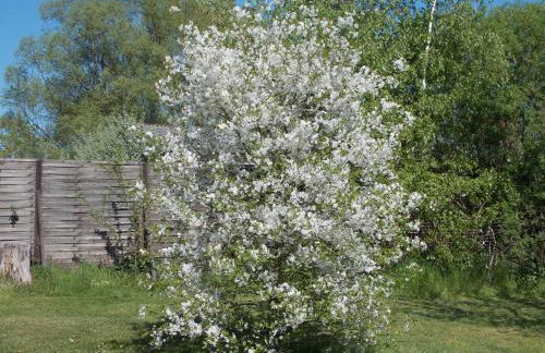 Ferienwohnung Mohnblume - Photo 8