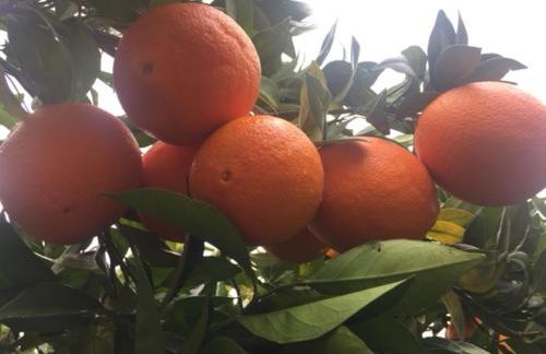 Stonehouse dome Lagadia - Photo 62