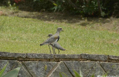A Casinha Lumiar - Foto 41