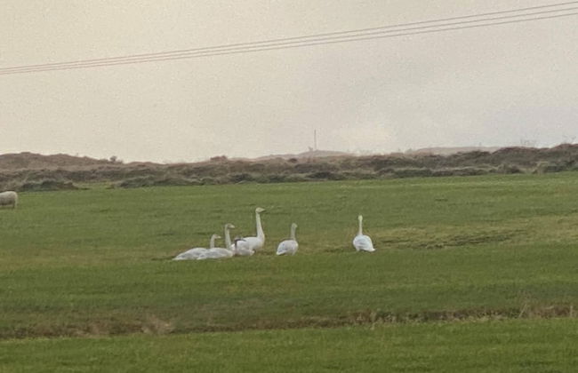 Álftártunga farm guesthouse - Foto 48