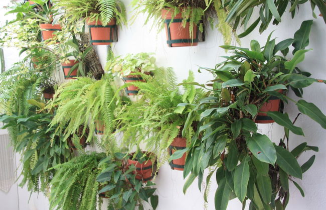 Amapas Apartments Puerto Vallarta - Foto 47