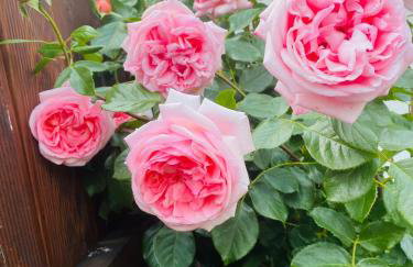 Starosądecki zakątek - Foto 10