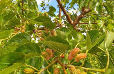 Quinta da Mal-disposta, cabin lodge Countryhouse - Foto 59