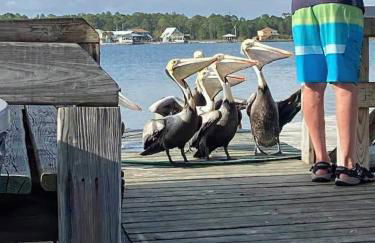 Gulf Shores Surf & Racquet Club - Foto 73