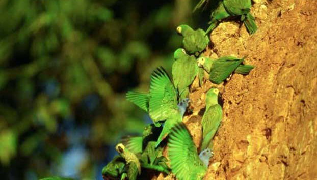 Tambopata National Reserve 5 Day Tour - Foto 4