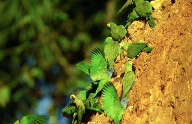 Tambopata National Reserve 5 Day Tour - Foto 4