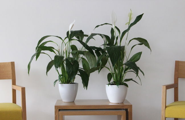 Grey Pearls Suites - Foto 23