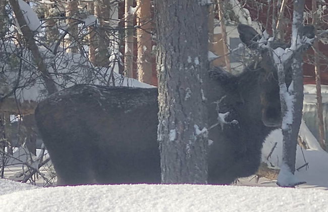 Lagomhuset - A Peaceful Holiday In Swedish Lapland - Photo 20