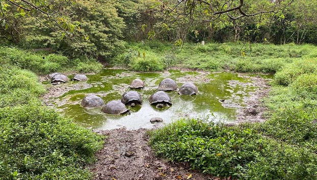 El Chato Ranch Giant Tortoise Tour - Foto 2