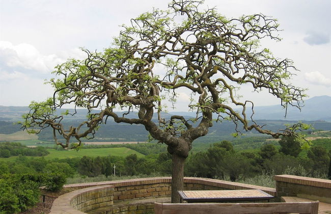 Fattoria Nuova Pievanella - Foto 14