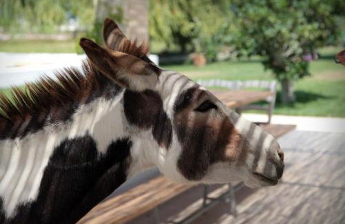 Masseria Prosperi - Photo 134