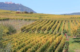 S'Harzala Rouge - Foto 12