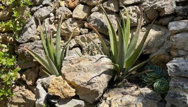 Casa Marina - Photo 2, Garden
