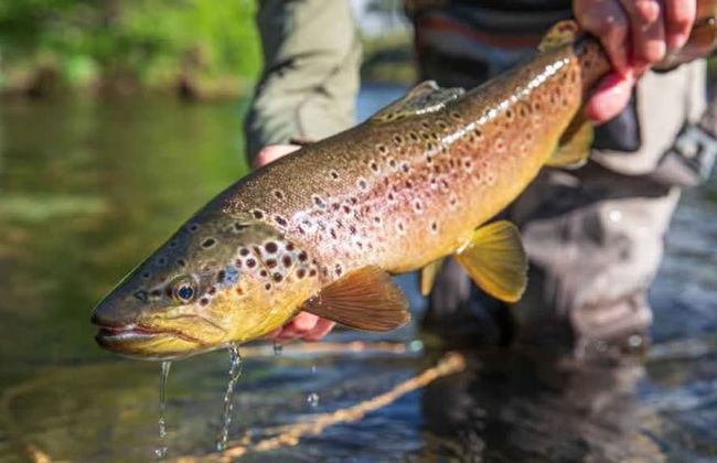 Modern 3 2 two Kings hot tub Fire pit 16min to Wine Trail Nearby Pickleball Courts Pools - Foto 46