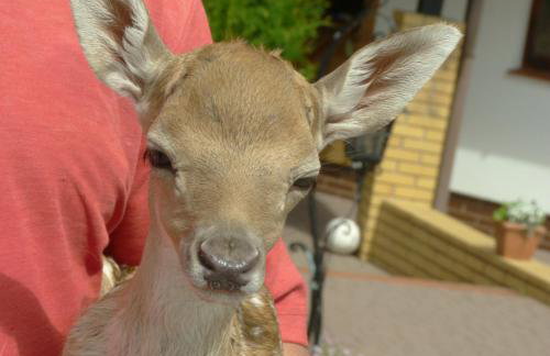 Siedlisko Leszczewek - Foto 54