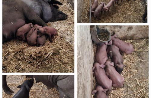 Finca Fuentezaos Cortijo Las Palmeras - Foto 48