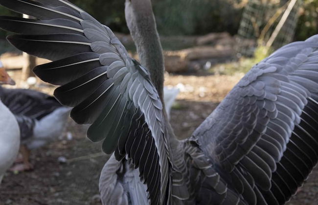 Casale Della Pergola With Cottage Sugarcane Pool - Foto 72