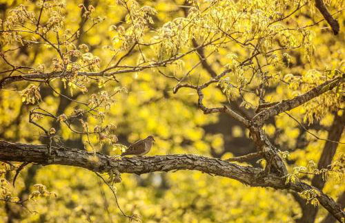 Charming Glamping Rental with Fireplace near Great Smoky Mountains National Park - Foto 37