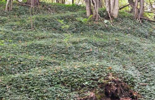 Górska Polana, Stronie Śląskie - Młynowiec - Foto 3