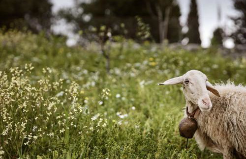 Alkis Farm and Residence - Foto 53