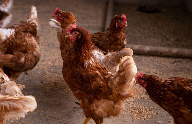 Agroturismo Son Juaneda - Photo 65