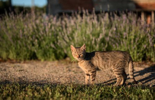 Stodola Rybojady - Foto 25