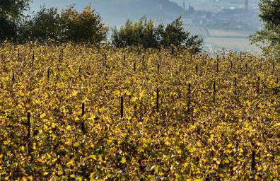 Arcadia wine resort - Adults only - Foto 26