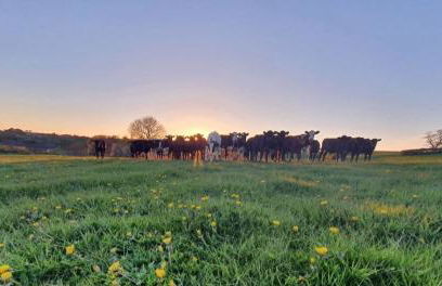 Odli Glamping - Aderyn - Photo 16