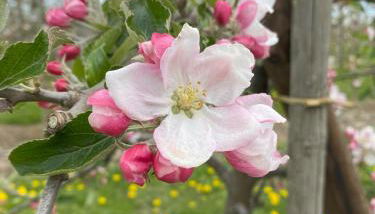 Leuchtturm - maritime Ferienwohnung in Hollern-Twielenfleth - Photo 3
