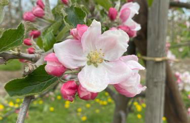 Leuchtturm - maritime Ferienwohnung in Hollern-Twielenfleth - Photo 3