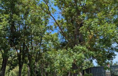 Chantilly sous les toits - Foto 47