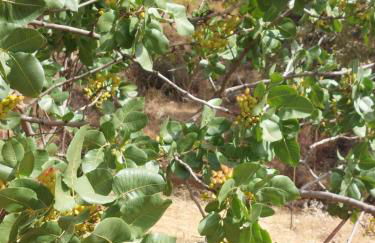 Cortijos Rey Fini - Foto 39