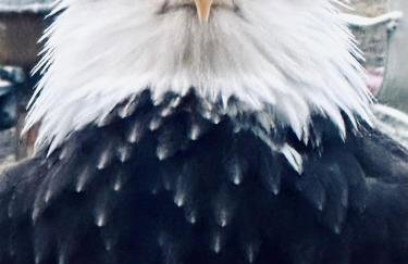 Paradise Suites The Wolf Den - Foto 26