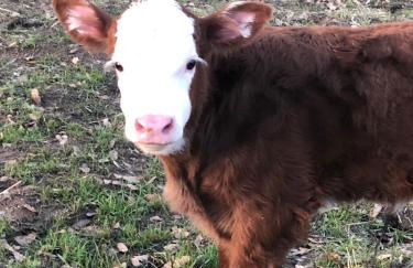 Delilah Ridge Winery Mid Mod Guesthouse - Foto 15