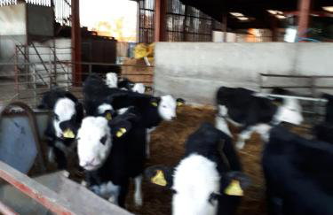 Church Farm - Foto 15