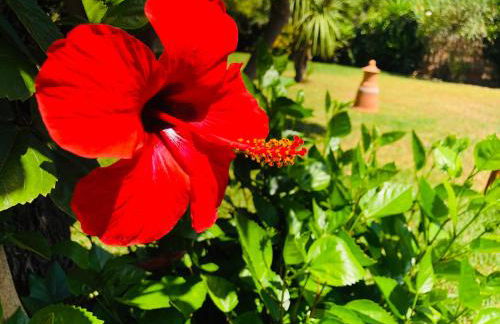 Casita Limón Andratx - Foto 51