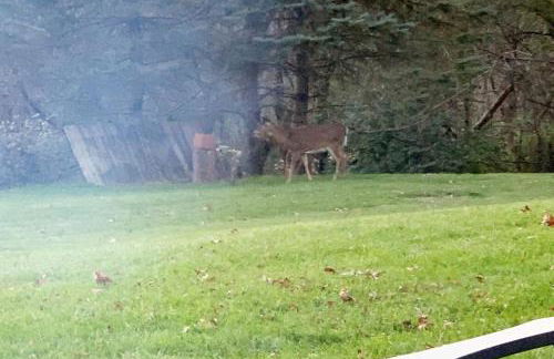 Secluded 4 bedroom with hot tub minutes from campus - Foto 45