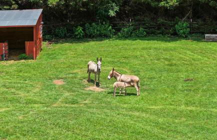 Lodge Apartment at Owl Creek Farm Resort - Foto 14