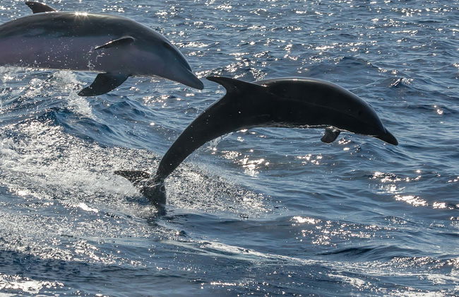 Fuerteventura Dolphin & Whale Watching by Speedboat + Snorkel - Foto 7