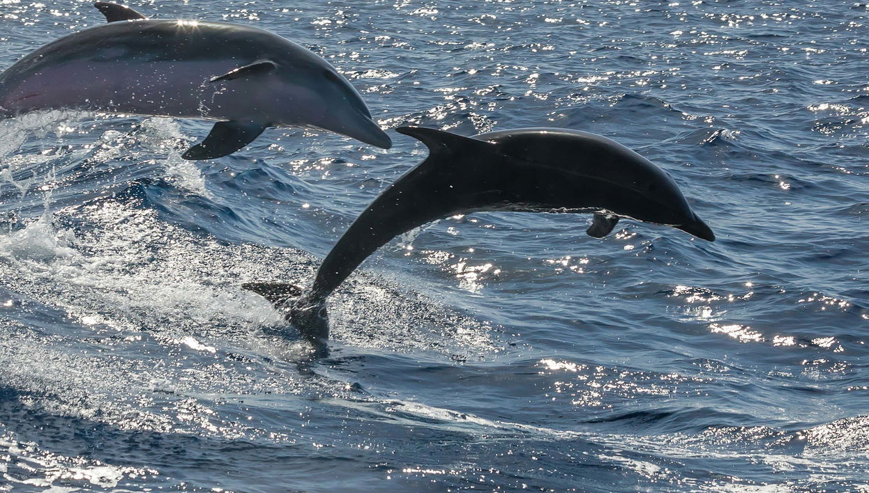 Fuerteventura Dolphin & Whale Watching by Speedboat + Snorkel - Foto 1