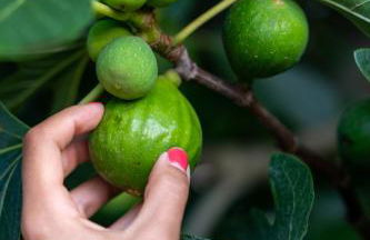 Villa Anciletta - Foto 34