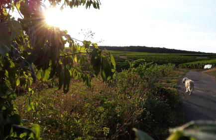Haus mit Seele im Nahetal - Foto 45