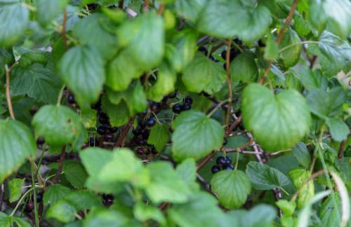 Free Bikes, WiFi, AC, Garden, 2 Beds - Foto 8